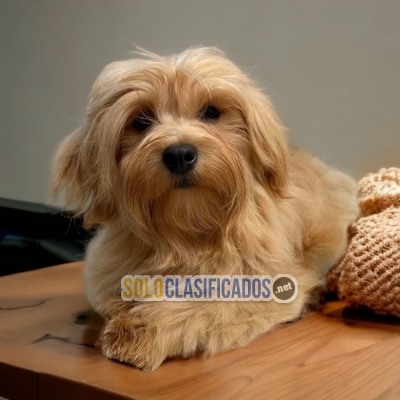 2LINDO BICHON HABANERO DISPONIBLE EN NORT CAROLINA... 