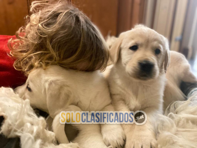Cachorros Retriever Cachorros Golden Retriever...