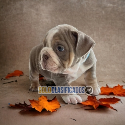 HERMOSO CACHORRO BULLDOG INGLÉS EXÓTICO... 