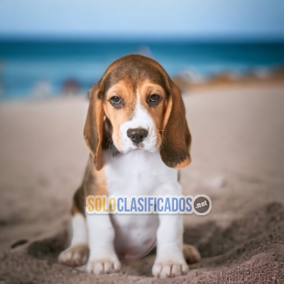 HAIRY BEAGLE POKET AMERICANO... 