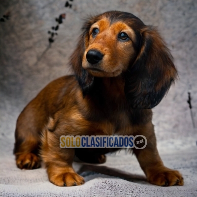 DISPONIBLES HERMOSOS SALCHICHA PELO LARGO / DACHSHUND PELO LARGO ... 