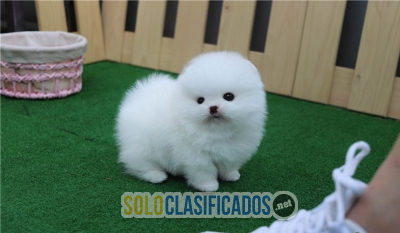 pomerania pedigree disponible en venta pomerania pedigree disponi...