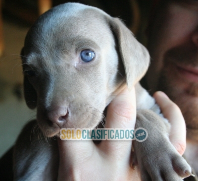 Fabulosos y muy juguetones cachorritos Weimaraner ... 