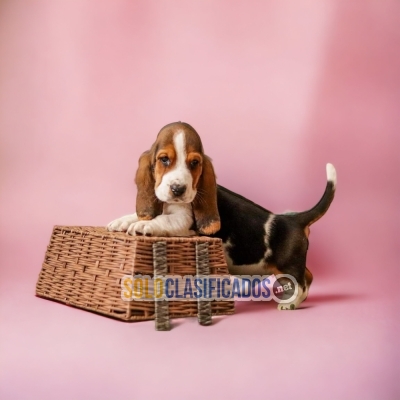 CUTE BASSET HOUND PUPPY FOR SALE... 