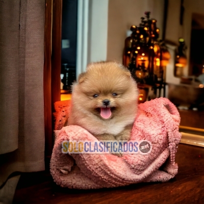 HERMOSO CACHORRO POMERANIAN DISPONIBLES... 