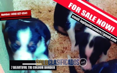 SEVEN  BEAUTIFUL  TRI COLOUR  BORDER  COLLIE PUPPIES... 