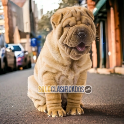 SHAR PEI    IT WILL BE YOUR BEST COMPANY FROM NOW ON CHEER UP NOW... 