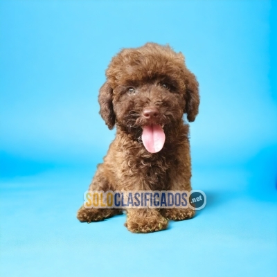 Beautiful puppies available FRENCH POODLE CHOCOLATE DR... 