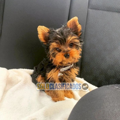 Solo Clasificados - Perro Yorkie mini toy macho y hembra en venta - imagen: 4