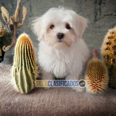 DULCES CACHORROS BICHON MALTES... 