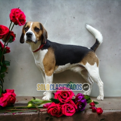 BEAGLE HARRIER  IDEAL FOR YOUR HOME... 