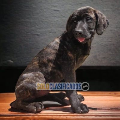 DISPONIBLES/AVAILABLE MASCOTAS/PETS FILA BRASILEÑO... 