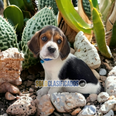 DISPONIBLES/AVAILABLE MASCOTAS/PETS BEAGLE HARRIER... 