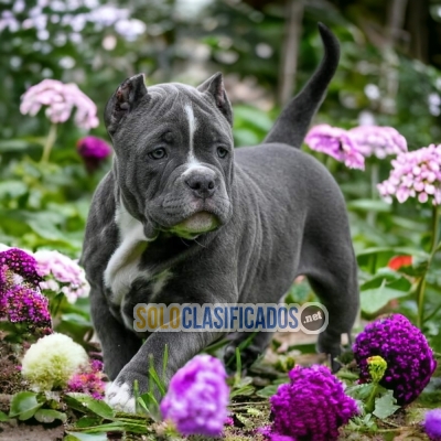 FURRY AMERICAN BULLY FOR SALE... 