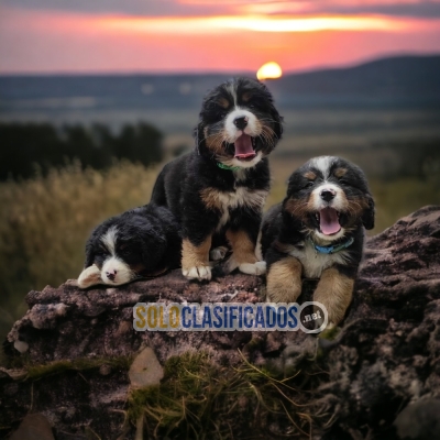 Bernsese Mountaing Dog Pretty and Wonderful Puppies... 