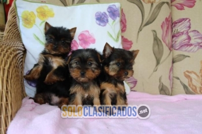 Pequeños cachorros Yorkie en venta... 