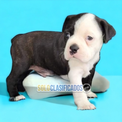 SWEETIE BOSTON TERRIER AVAILABLE... 