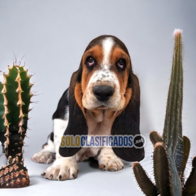 SWEET PUPPIES BASSET HOUND... 