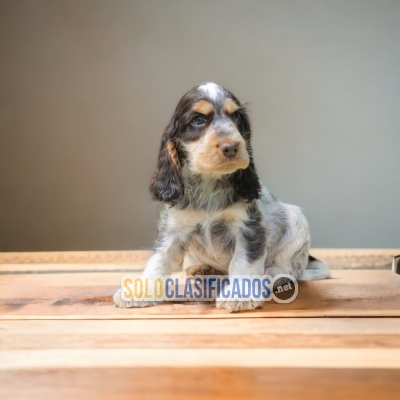 WONDERFUL PUPPIES ENGLISH COCKER SPANIEL... 