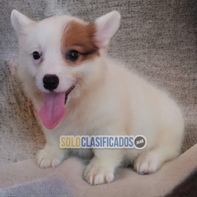 FURRY CORGI DE PEMBROKE AVAILABLE... 