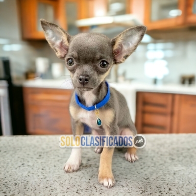 CHIHUAHUA CABEZA DE MANZANA con las mejores condiciones del merca... 