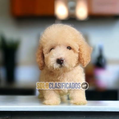 Precioso cachorro raza French Poodle Normal... 