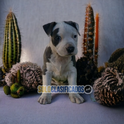 DULCES CACHORROS AMERICAN STAFFORD... 