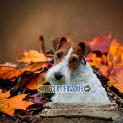 FOX TERRIER PELO LARGO TAKE IT AT A SUPER PRICE... 