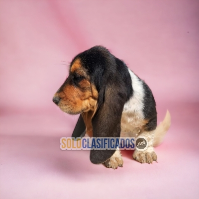 Cachorros preciosos raza basset hound... 