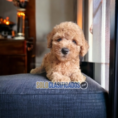 Linda y perfecta raza para ser tu mejor amigo! French Poodle Apri... 