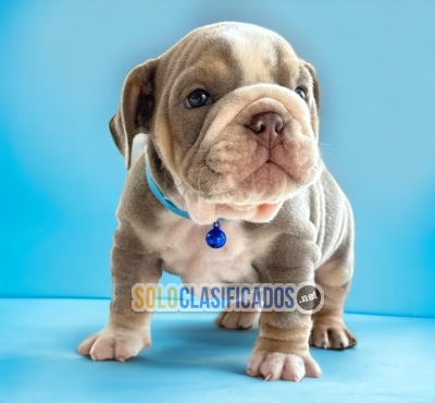 PUPPIES BULLDOG INGLES EXOTICO AVAILABLE... 