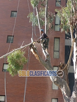 Servicios profesionales de poda y tala de árboles y palmeras... 