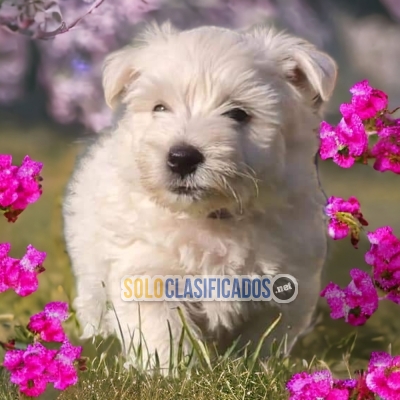 PRECIOSOS WHITE TERRIER ilinois... 