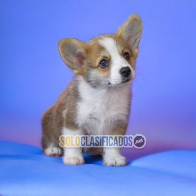 CORGI DE PEMBROKE DISPONIBLE NORTH CAROLINA YA... 