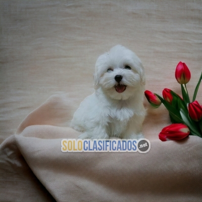 BICHON MALTESE AVAILABLE NORTH CAROLINA NOW... 