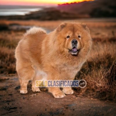 Chow Chow Atractivos y Bellos Cachorros... 