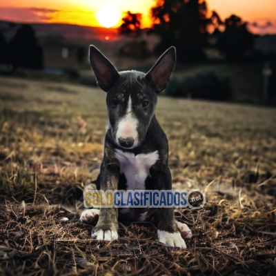 BULL TERRIER PUPPY FOR SALE BUY IT NOW... 