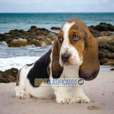 Basset Hound Great Puppies available just for you... 