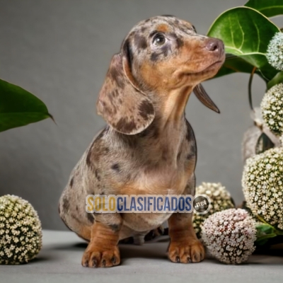 DACHSHUND ARLEQUÍN           IT WILL BE YOUR BEST COMPANY FROM NO... 