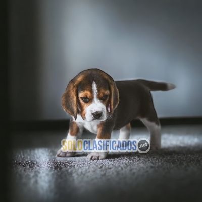 CACHORRITOS BEAGLE POKET AMERICANO... 