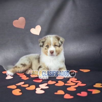 Beautiful puppies available BORDER COLLIE EXÓTICOS with the best ... 