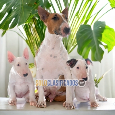 BULL TERRIER A FURRY FOR YOUR HOME... 