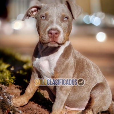 2BEAUTIFUL PUPPIES AVAILABLE PITBULL EN NORT CAROLINA... 