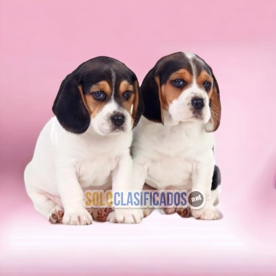 Beautiful puppies available BEAGLE HARRIER with the best market c... 