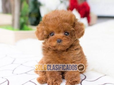 REGALO Lindos CACHORROS CANICHES TOY para adopcion...