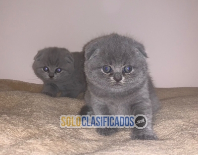 male and female Scottish Fold kittens for rehoming... 