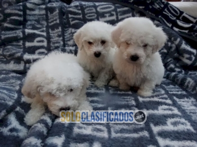 Comprar cachorro bichon frise bebe Whatsapp : +1 (510) 8425184... 