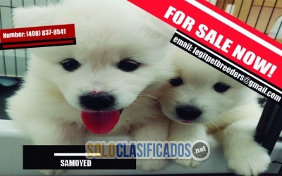 SAMOYED PUPPIES FOR SALE... 