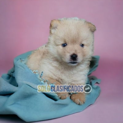 Cachorros raza Alaska disponibles para tu buen acompañamiento... 