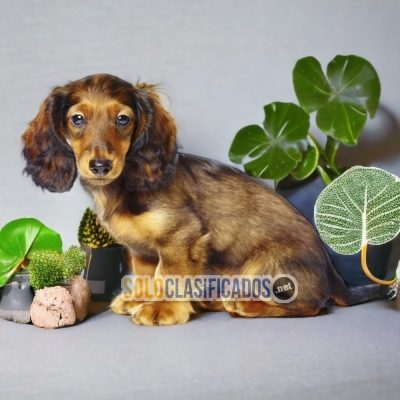 DACHSHUND PELO LARGO HAPPINESS FOR YOUR HOME... 